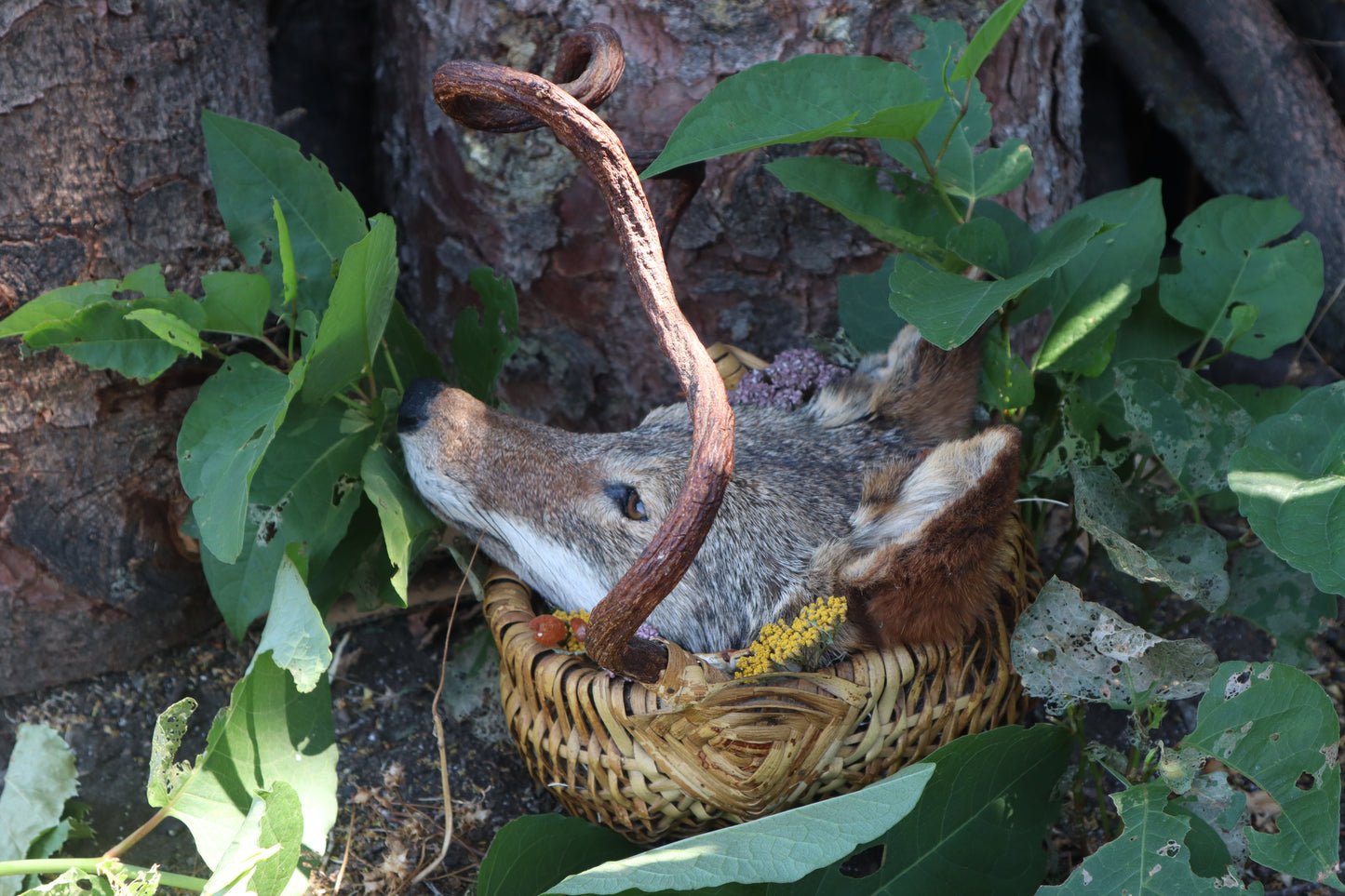 Coyote Harvest Basket