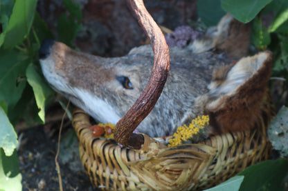 Coyote Harvest Basket