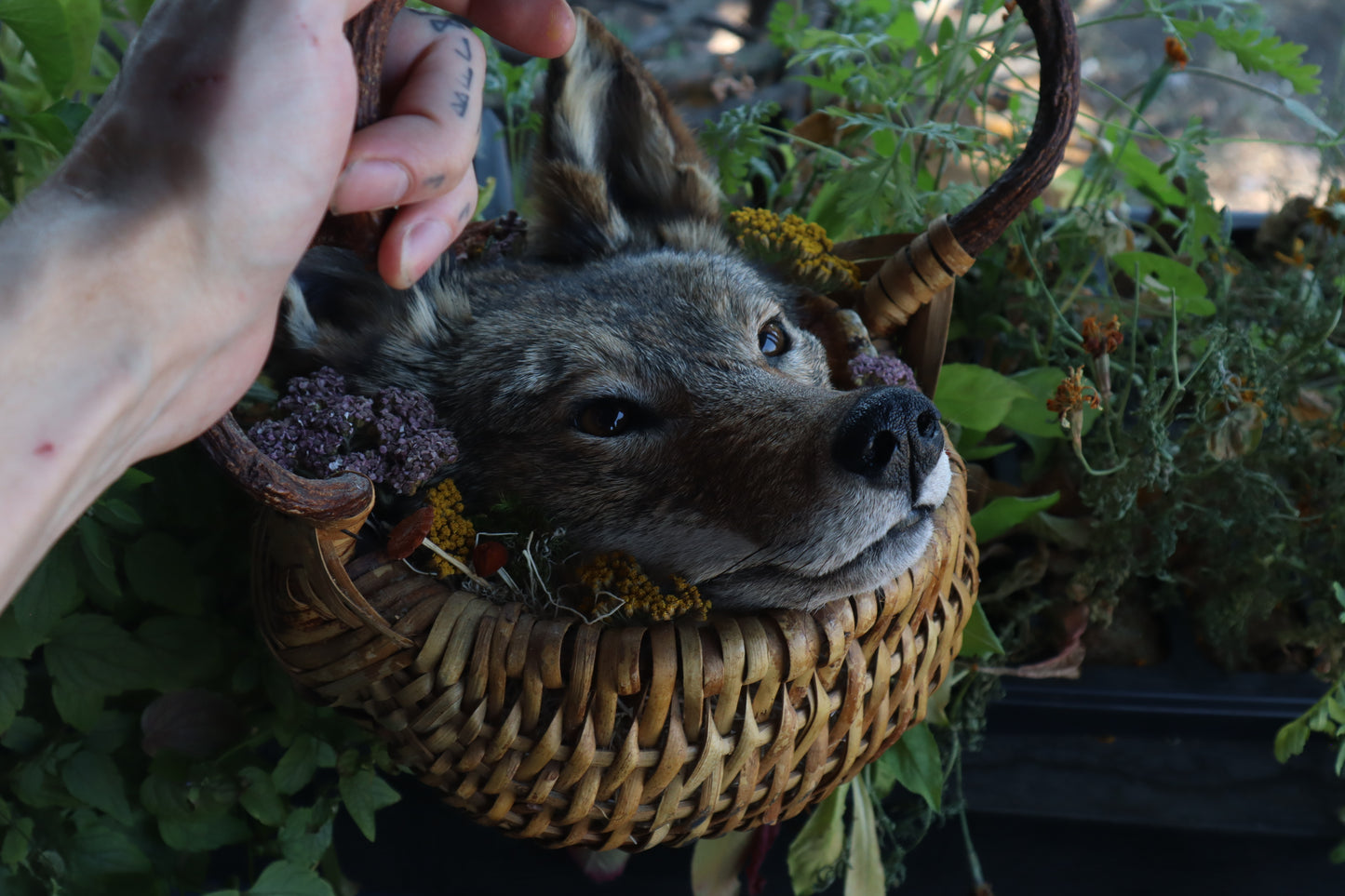 Coyote Harvest Basket