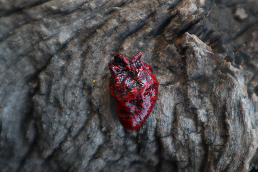 Dry Preserved Pigeon Heart