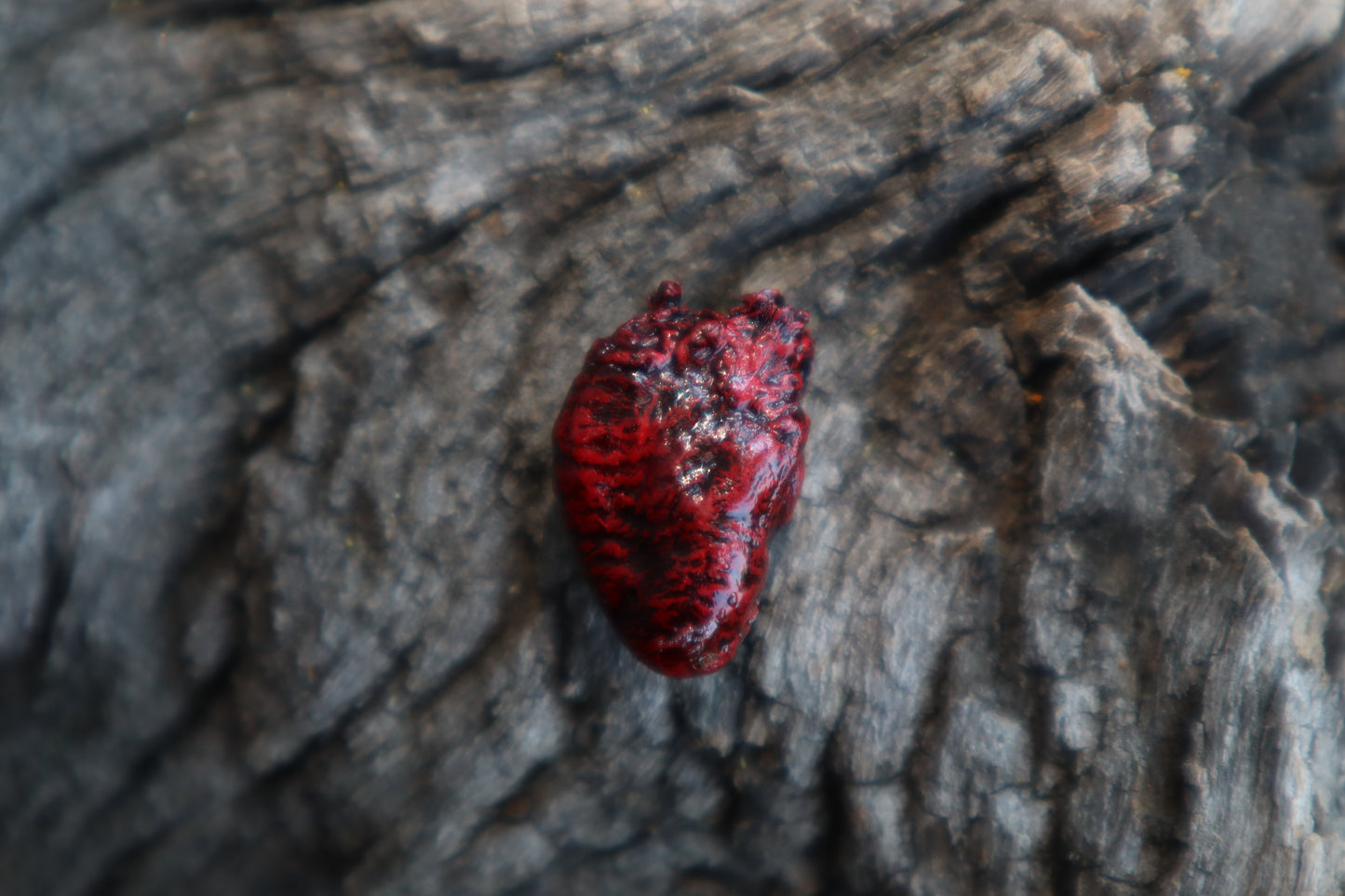 Dry Preserved Pigeon Heart