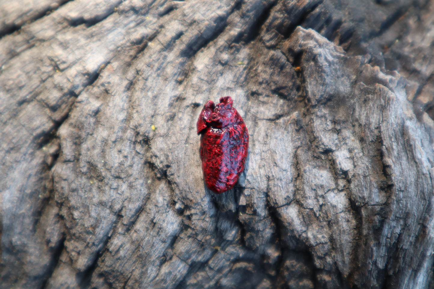 Dry Preserved Mole Heart