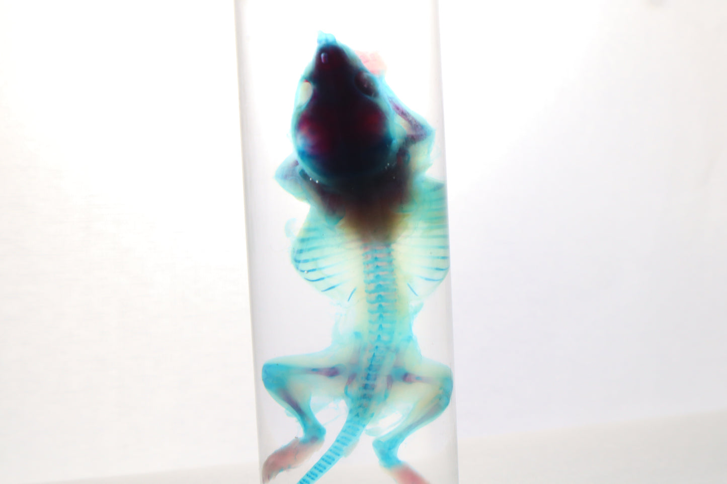 Diaphonized Baby Mouse