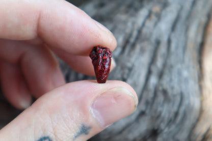 Dry Preserved Parakeet Heart