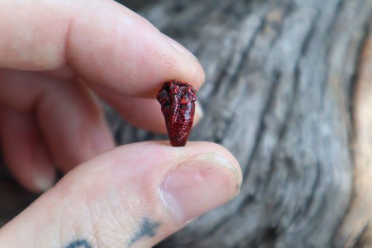 Dry Preserved Parakeet Heart