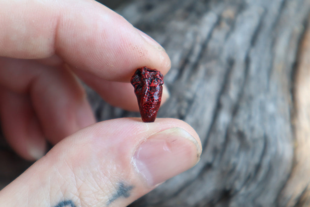 Dry Preserved Parakeet Heart