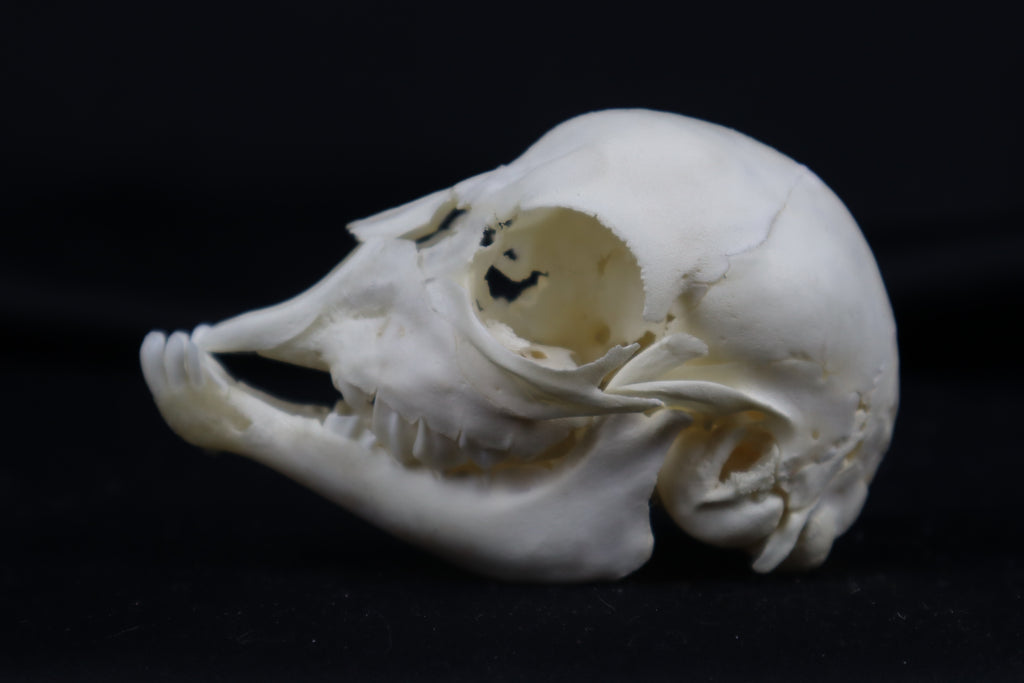 Stillborn Boer Goat Skull