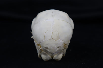 Stillborn Boer Goat Skull