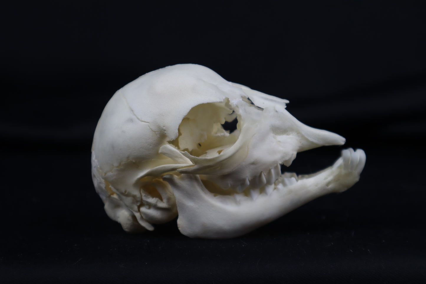 Stillborn Boer Goat Skull
