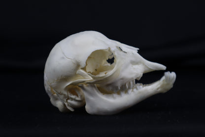 Stillborn Boer Goat Skull