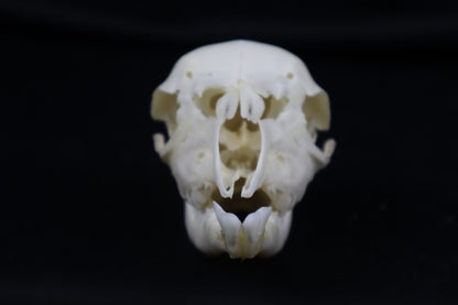 Stillborn Boer Goat Skull