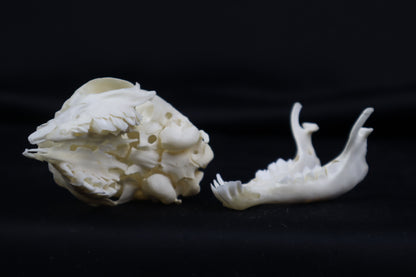 Stillborn Boer Goat Skull