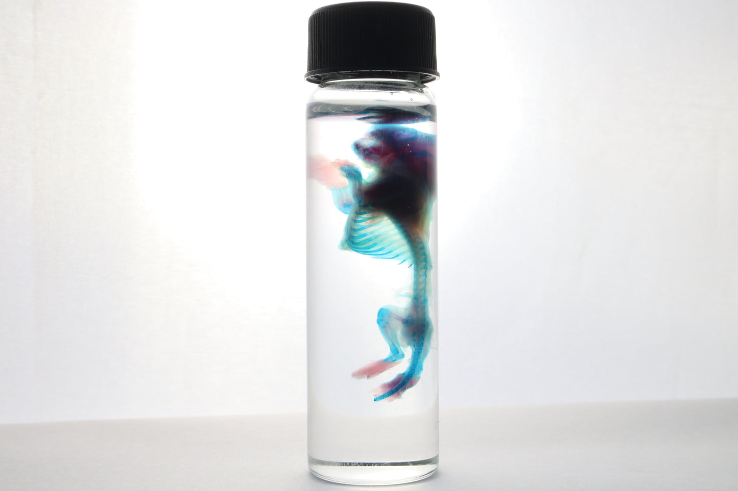 Diaphonized Baby Mouse