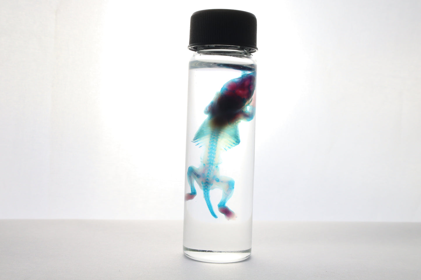 Diaphonized Baby Mouse