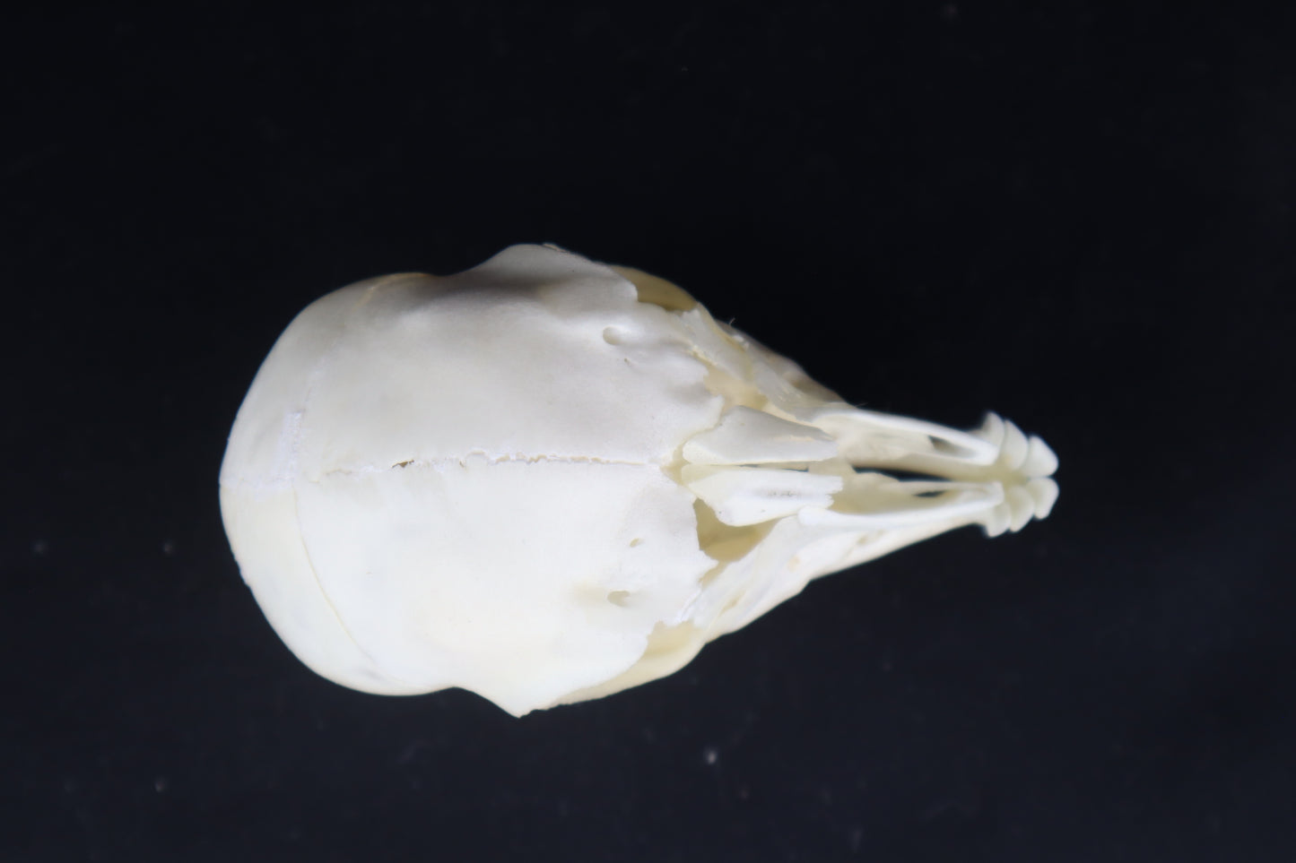 Stillborn Boer Goat Skull