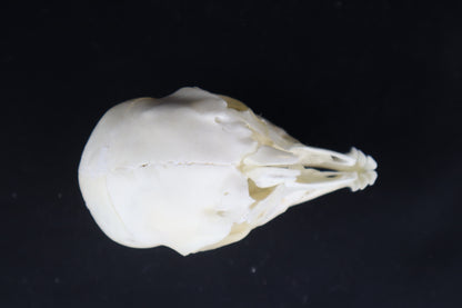 Stillborn Boer Goat Skull