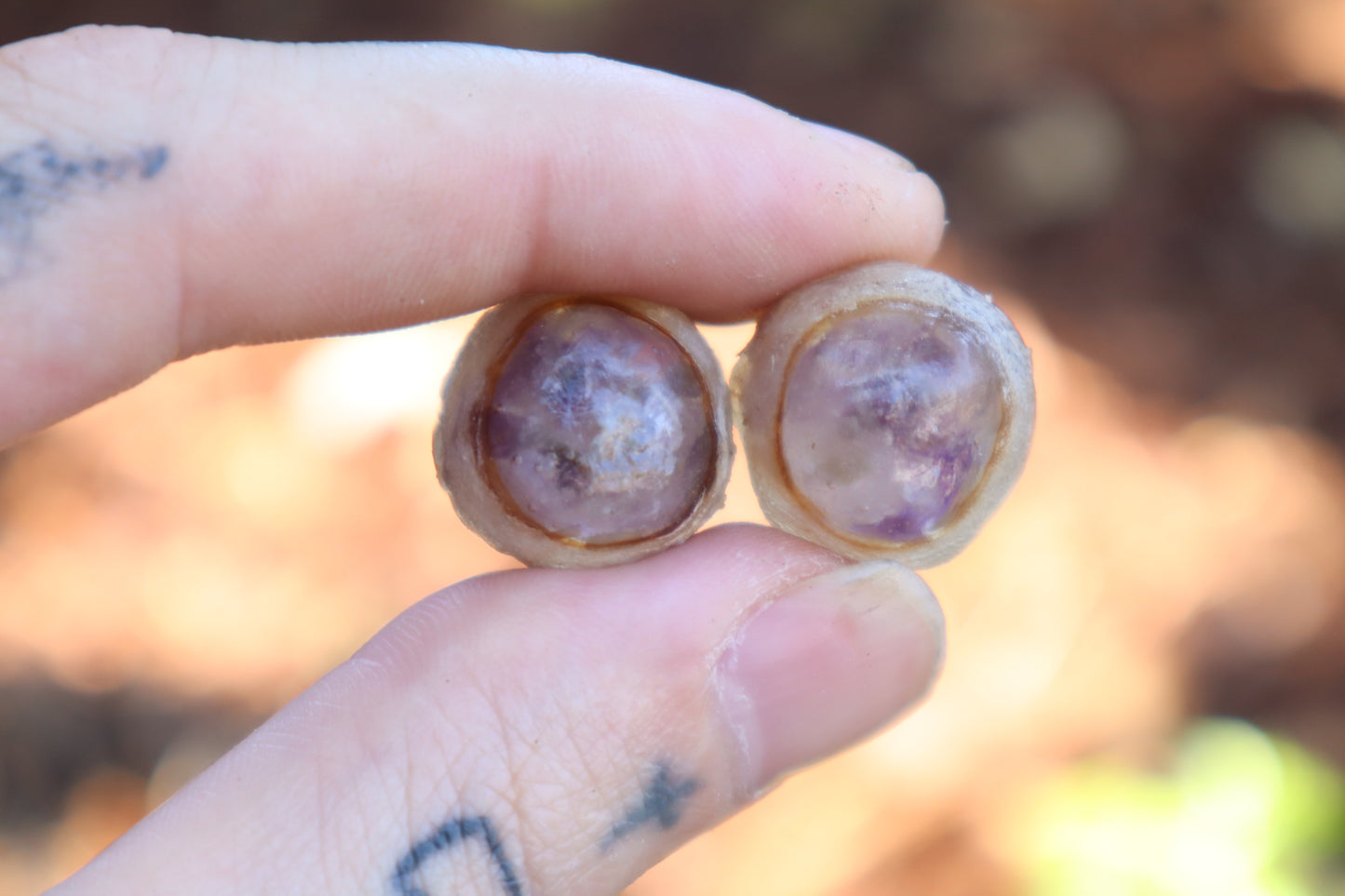 Crystal Coyote Eyes