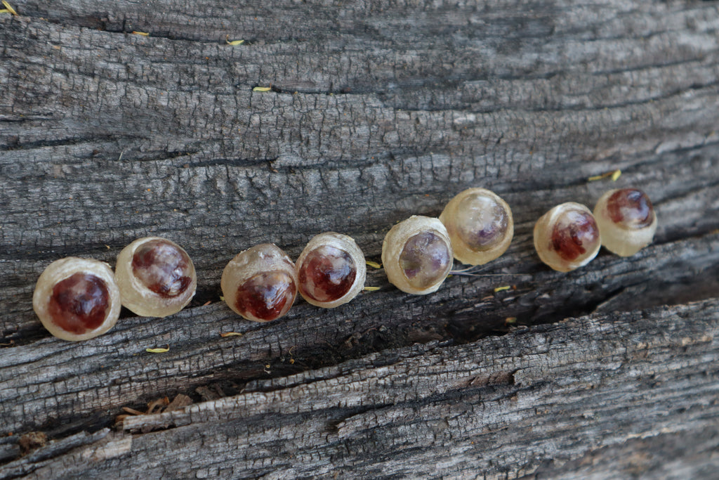 Crystal Red Fox Eyes
