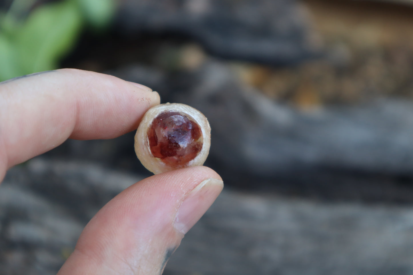 Crystal Red Fox Eyes