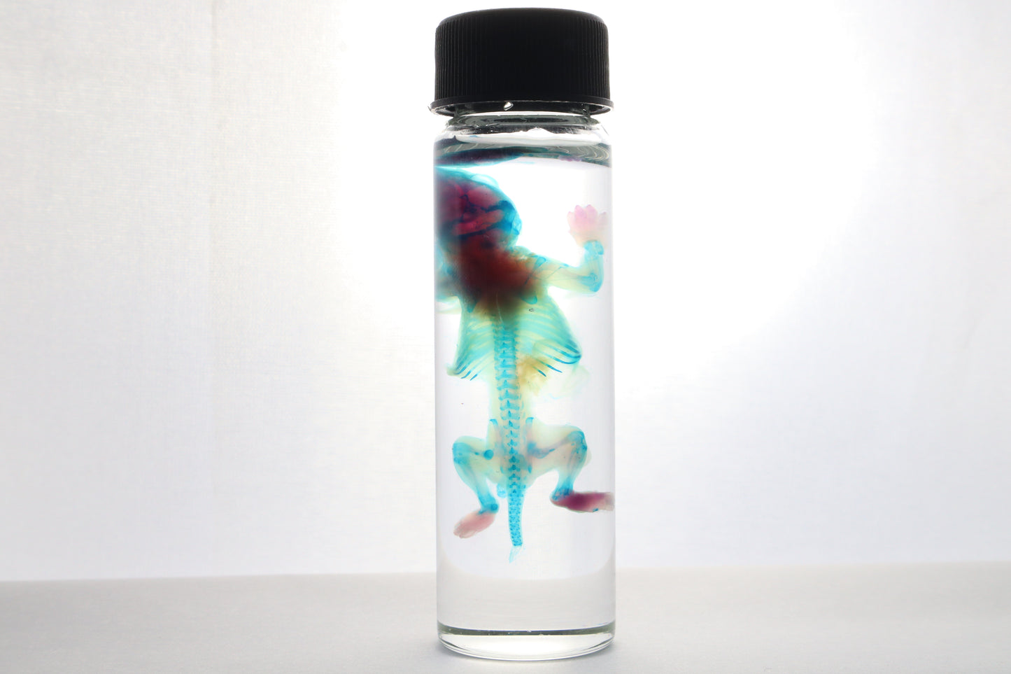 Discount Diaphonized Baby Mouse