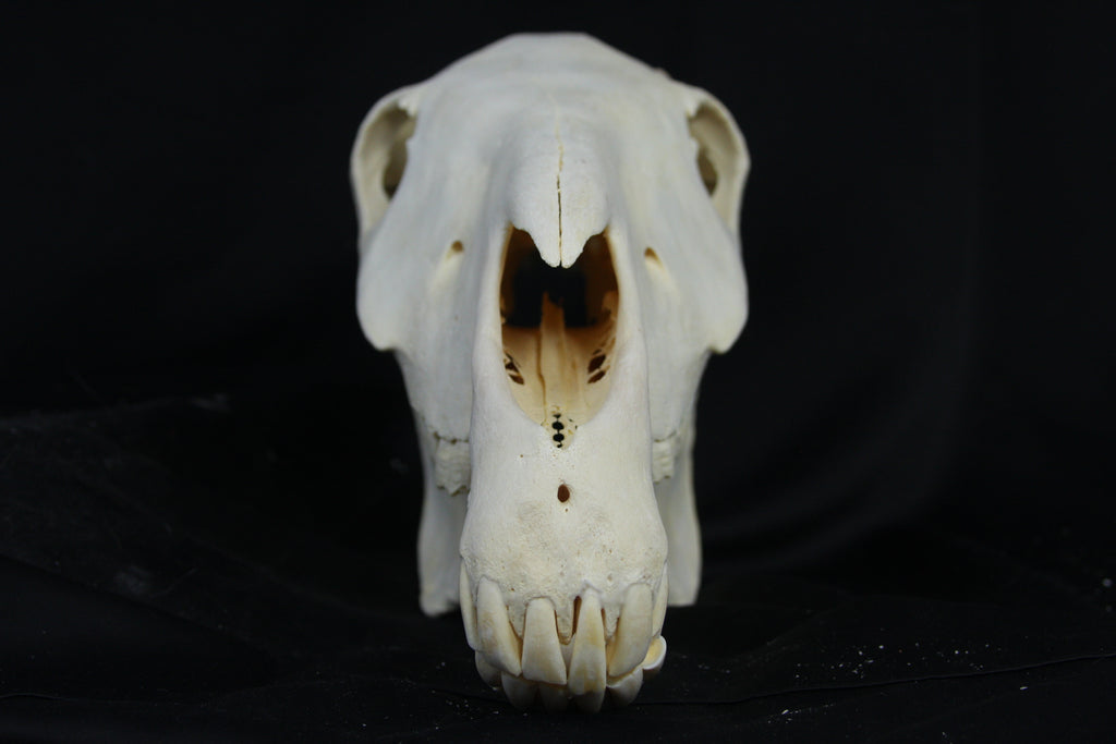 Zebra Skull