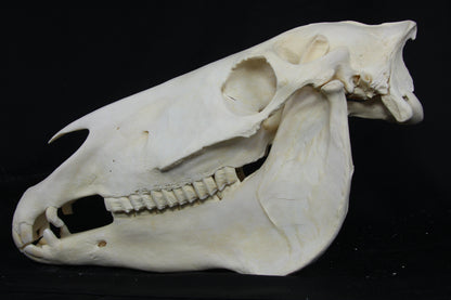 Zebra Skull