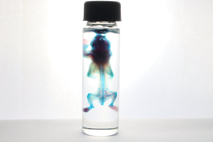 Discount Diaphonized Baby Mouse