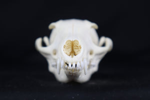 Pathological Gray Fox Skull