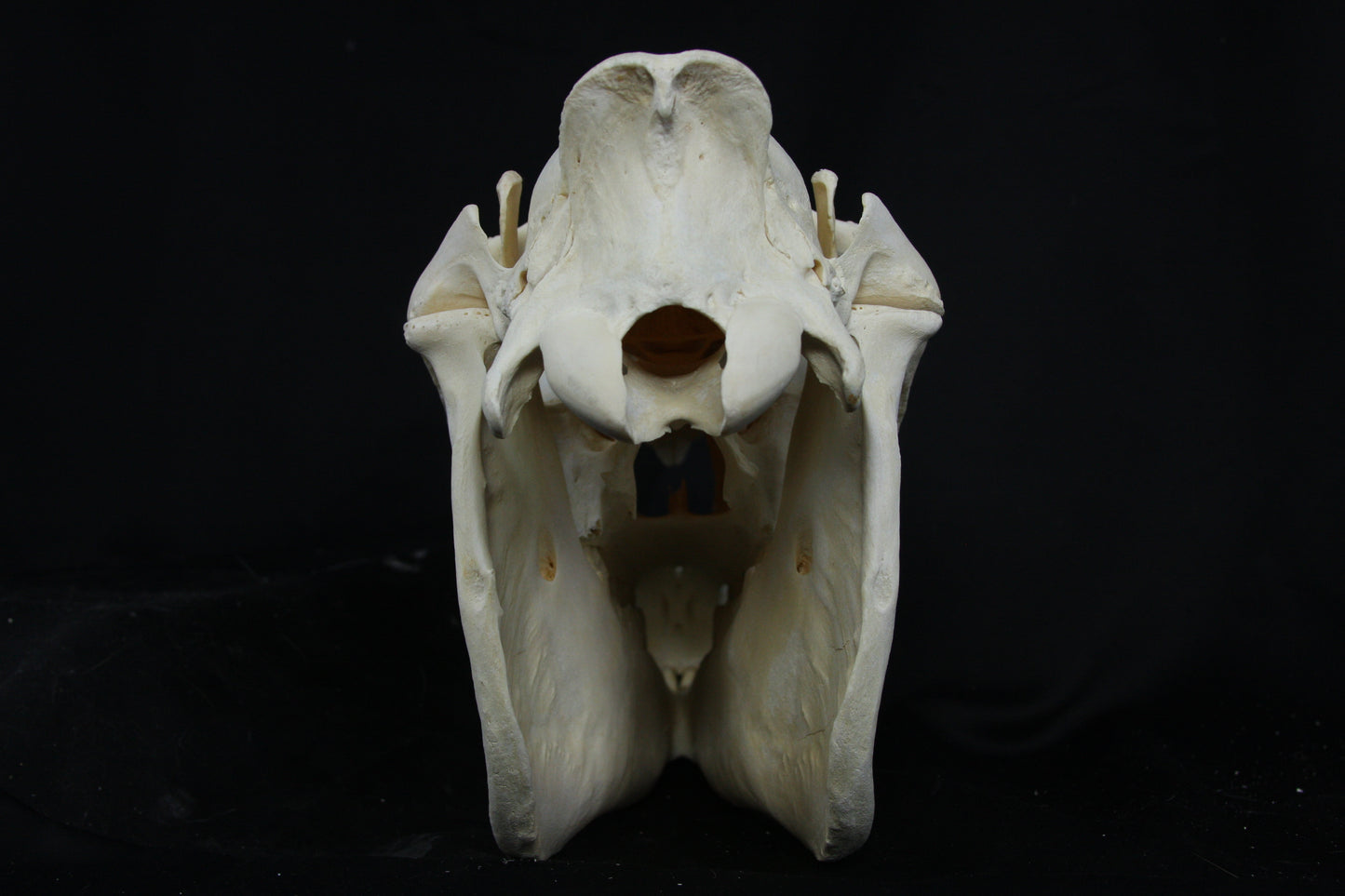 Zebra Skull