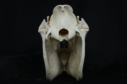 Zebra Skull