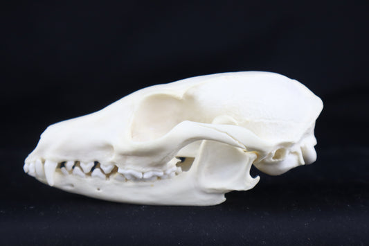 Pathological Gray Fox Skull