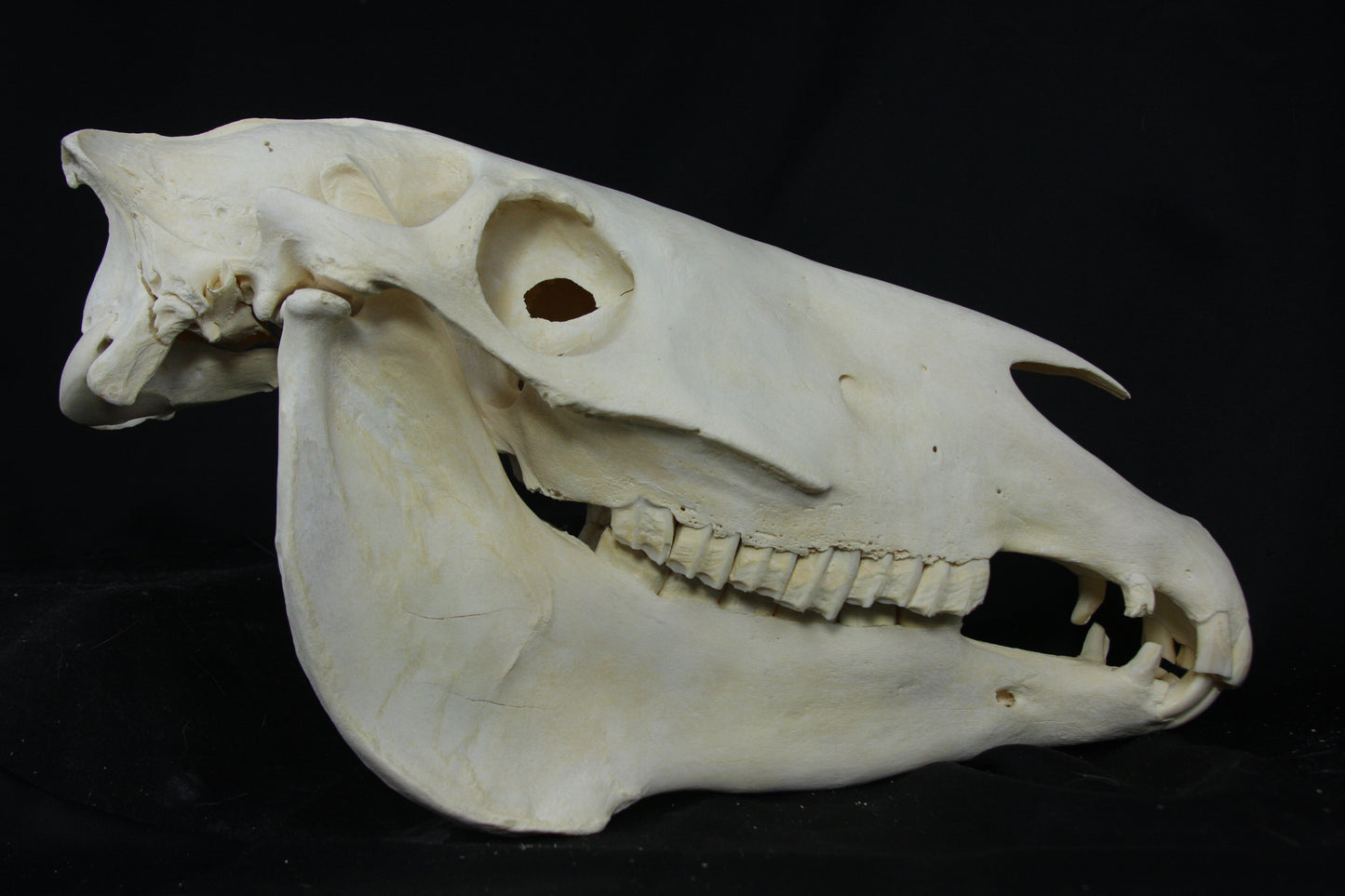 Zebra Skull