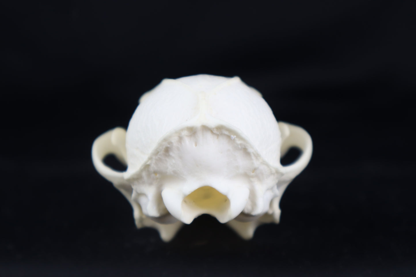 Pathological Gray Fox Skull