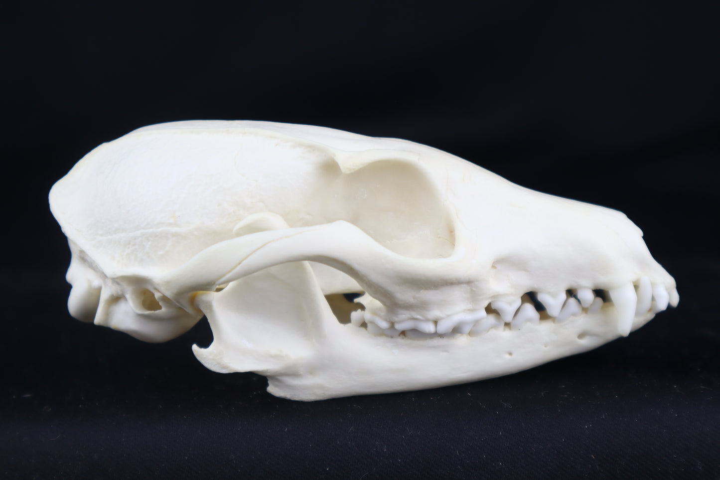 Pathological Gray Fox Skull