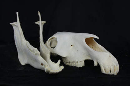 Zebra Skull