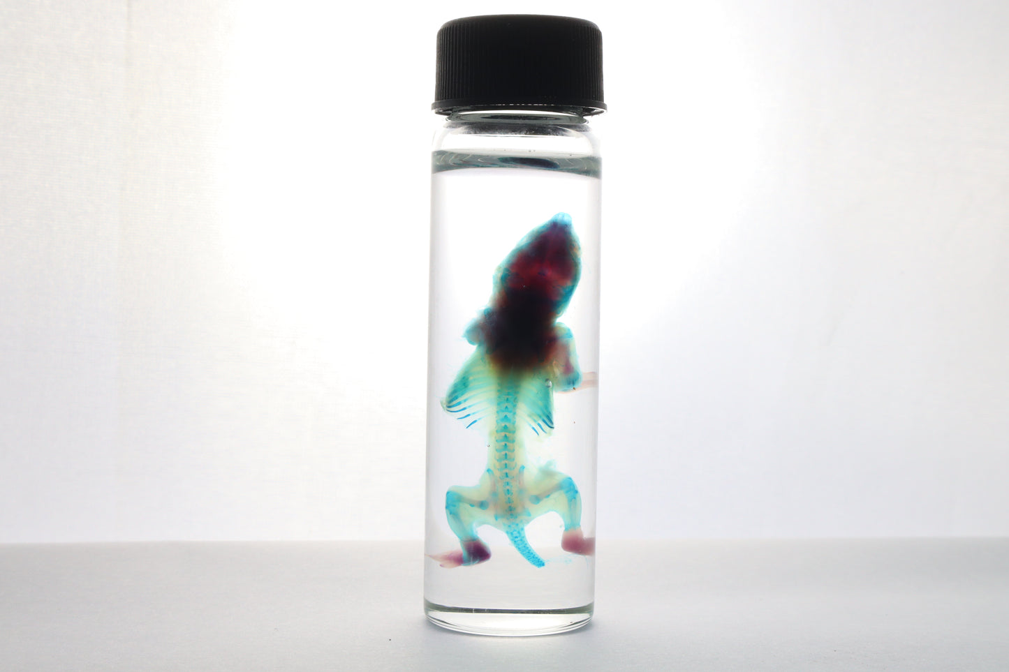 Discount Diaphonized Baby Mouse