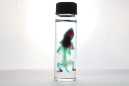 Discount Diaphonized Baby Mouse