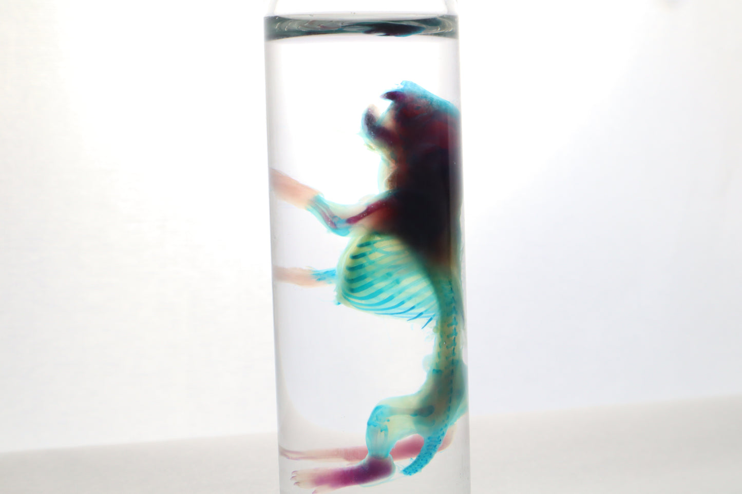 Discount Diaphonized Baby Mouse