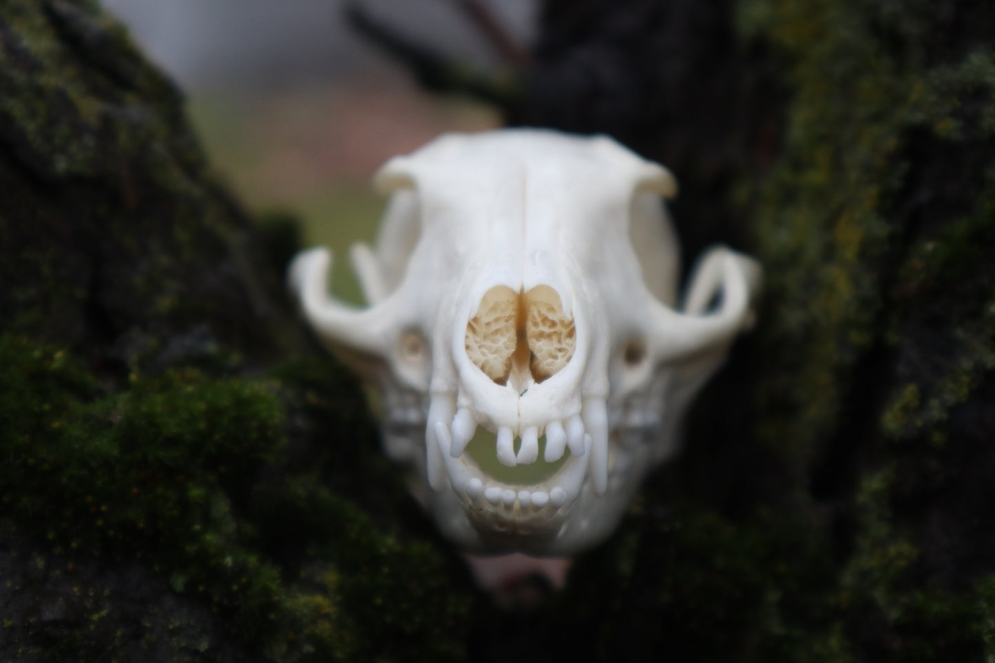 Pathological Gray Fox Skull