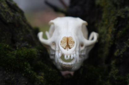 Pathological Gray Fox Skull