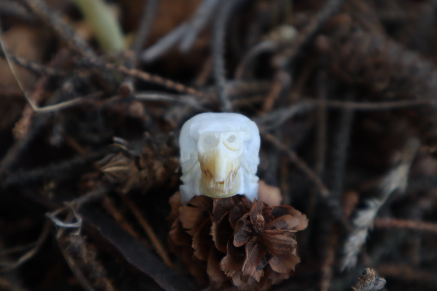 Parakeet Skull