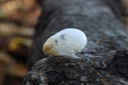 Parakeet Skull
