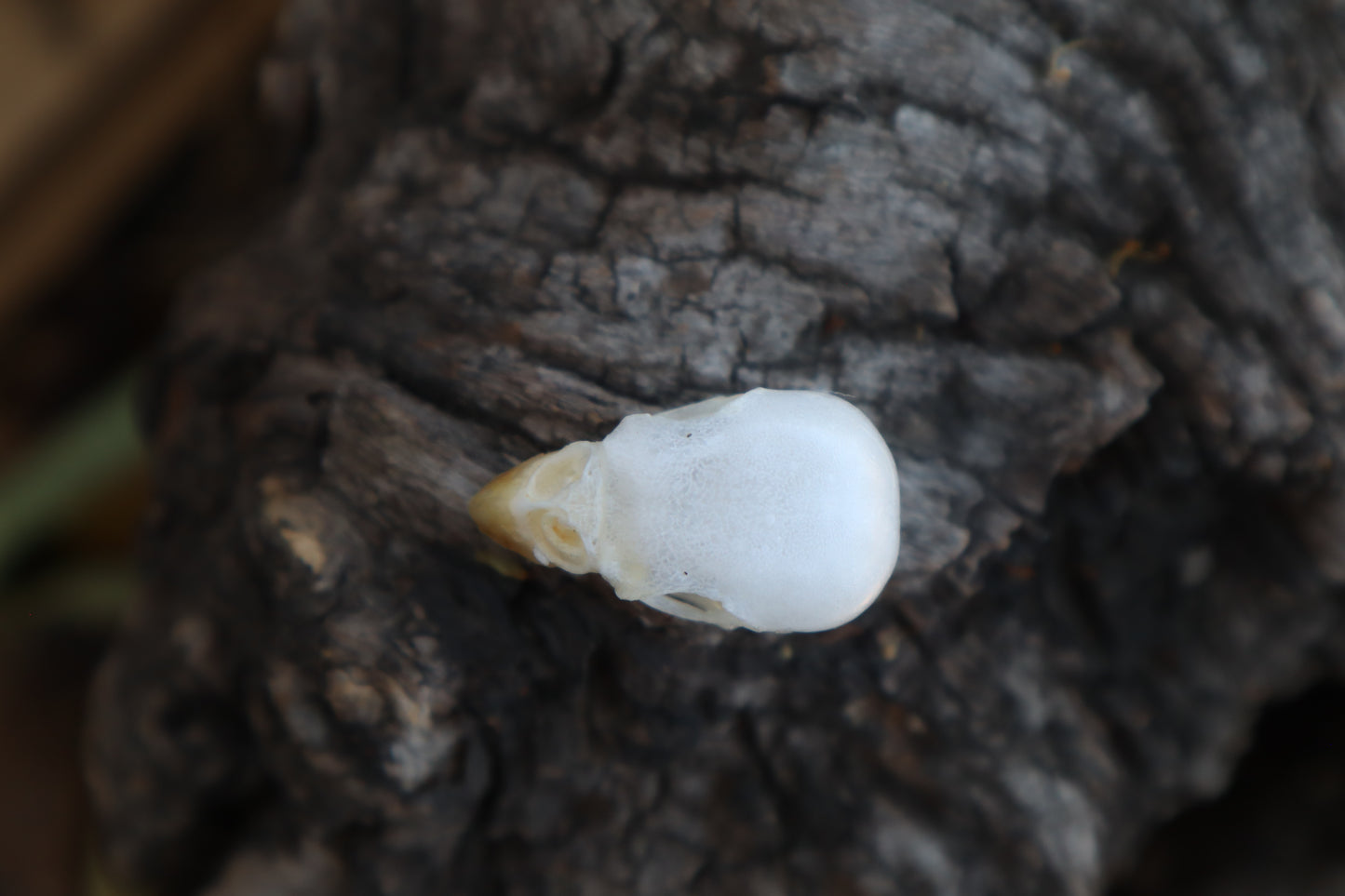 Parakeet Skull