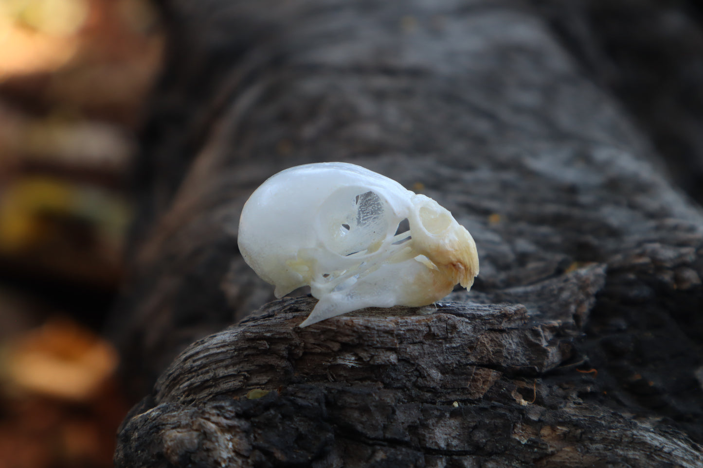 Parakeet Skull