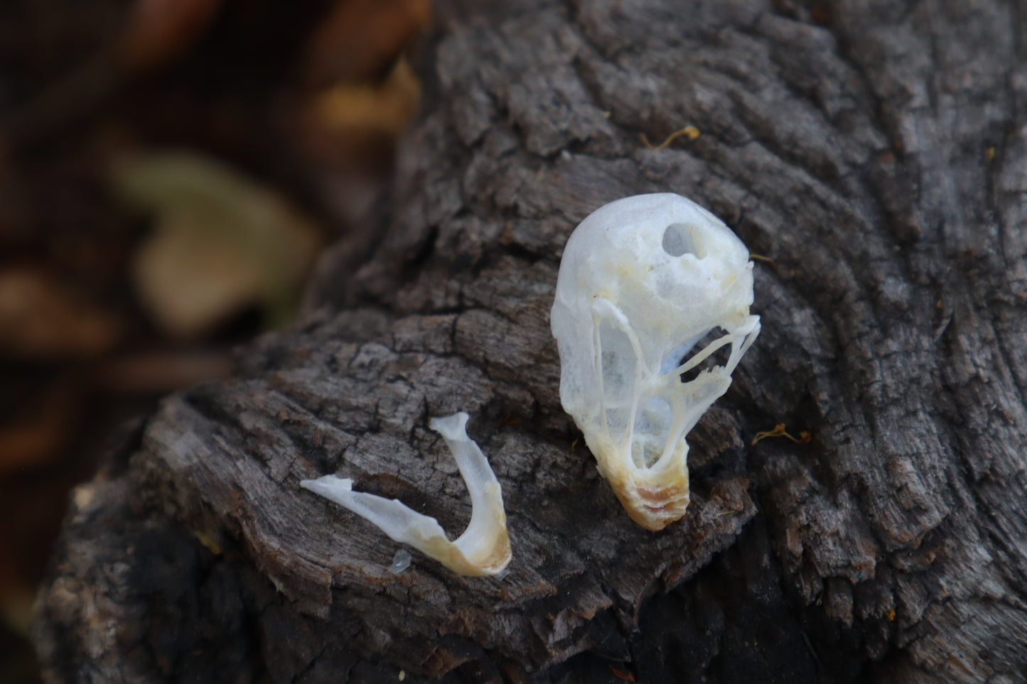 Parakeet Skull