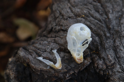 Parakeet Skull