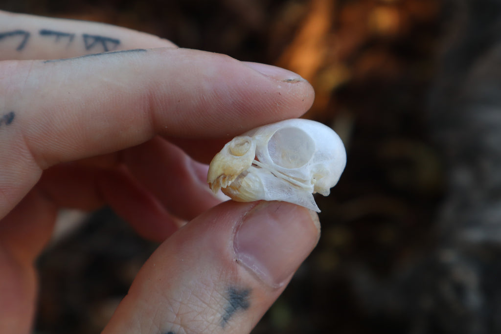 Parakeet Skull