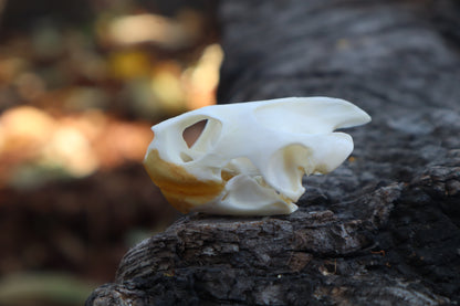 Red Eared Slider Skull