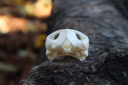 Red Eared Slider Skull