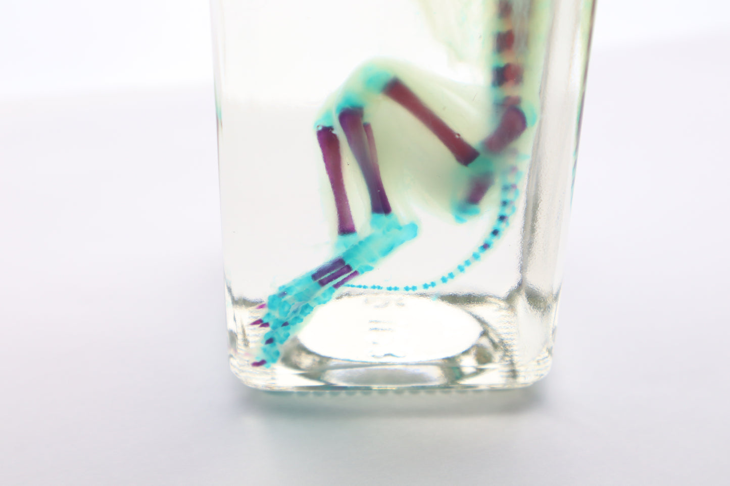 Diaphonized Fetal Bobcat